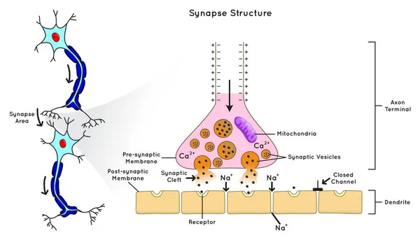 그래픽 다이어그램 Synapse Structure Infographic Diagram 부위에 화학적 신호를 전달할 — 스톡 벡터
