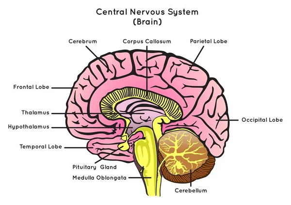 Human Brain Anatomy Sagittal Section Infographic Diagram Structure Part Central — Wektor stockowy