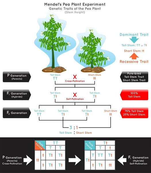 Генетическое Растение Горошек Стебельная Высота Мендель Эксперимент Инфографическая Диаграмма Перекрестное Лицензионные Стоковые Иллюстрации