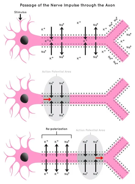 Passage Nerve Impulse Axon Infographic Diagram Including Polarization Resting Potential Vector Graphics