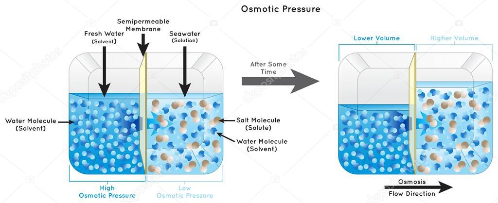 Osmotic Pressure Infographic Diagram showing fresh water separated from seawater by semipermeable membrane in container solvent solute solution osmosis flow direction physics science education vector