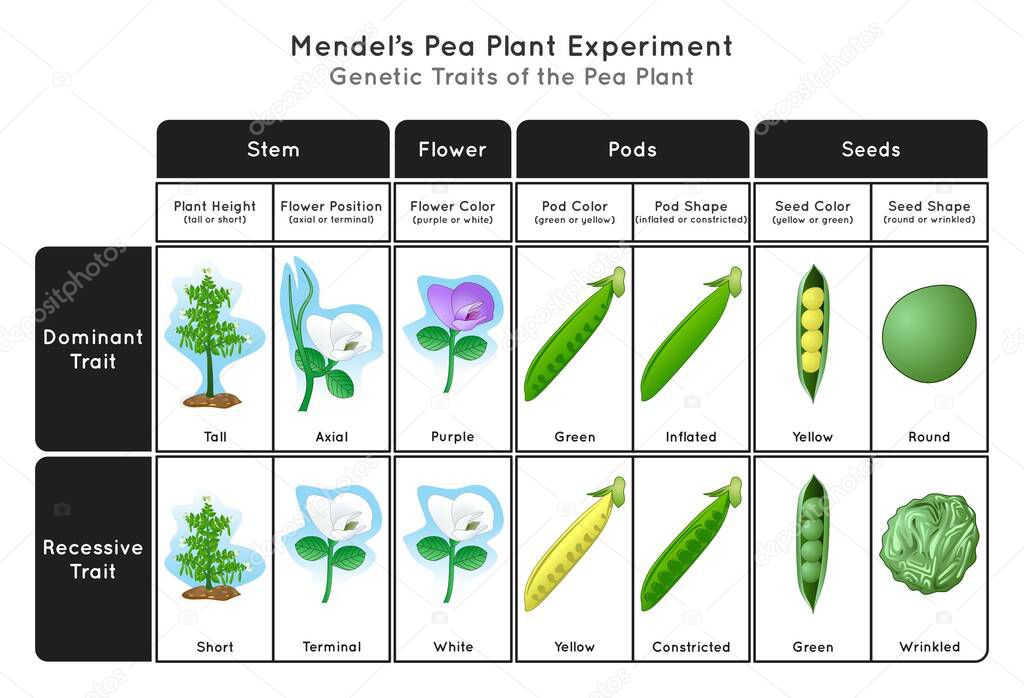 Genetic Trait Pea Plant Mendel Experiment Infographic Diagram stem height flower position color pod seed shape and color showing dominant or recessive traits concept biology science education vector 