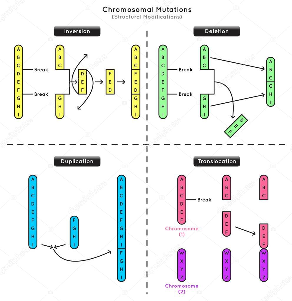 Chromosomal Mutations Structural Modifications Infographic Diagram types inversion deletion duplication translocation chromosome DNA RNA amino acids genetic biology omics science education vector