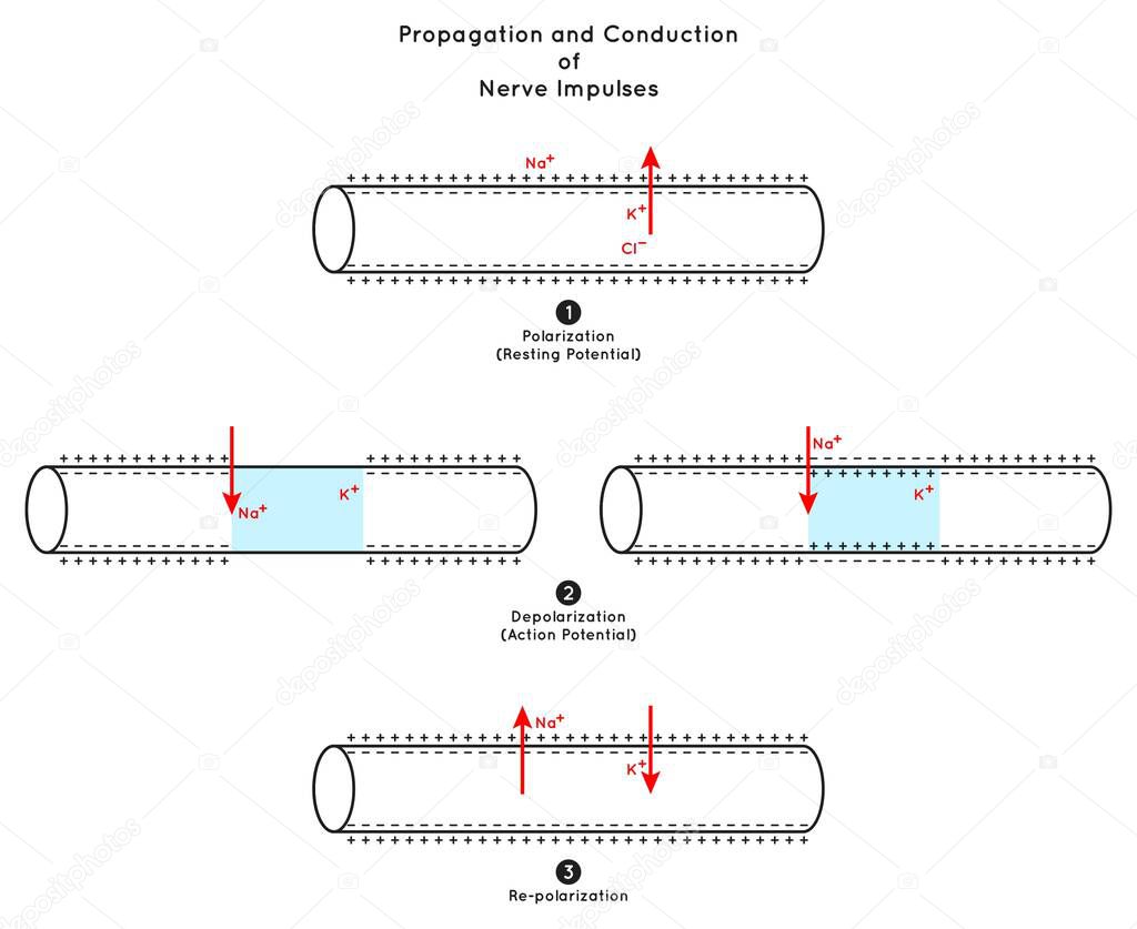 Propagation and Conduction of Nerve Impulse Infographic Diagram including polarization resting potential depolarization action re-polarization neurology biology physiology science education vector