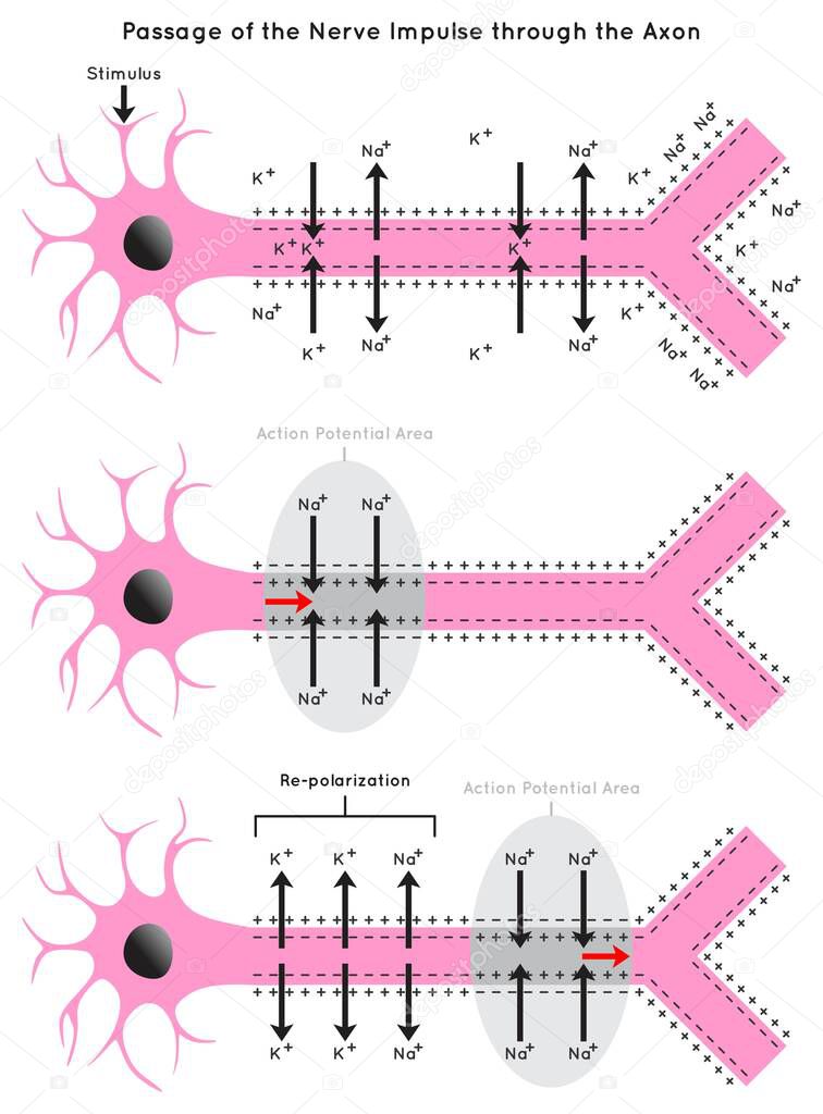 Passage of the Nerve Impulse through the Axon Infographic Diagram including polarization resting potential depolarization action re-polarization neurology biology physiology science education vector