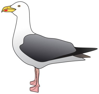 Martı hayvan vektörü yaban hayatı sembolü simgesi çiziyor. İzole edilmiş beyaz arka plan deniz martı karakter logosu kavramı Atlantik okyanus kuşu düz okyanus kuşu martısı.