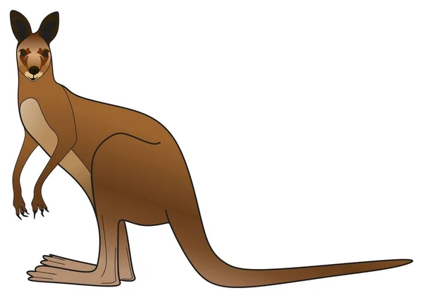 袋鼠站立看向量图上孤立的白色背景澳大利亚哺乳动物脊椎动物野生动物在澳大利亚卡通人物图标符号符号符号符号概念 — 图库矢量图片