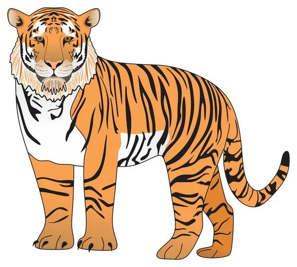 Векторный Рисунок Взрослого Тигра Изолированном Белом Фоне Мультипликационное Животное Поза — стоковый вектор