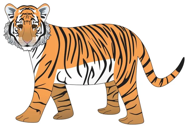 Adolescent Tiger Vector Drawing Isolated White Background Cartoon Mammal Animal — Stock Vector