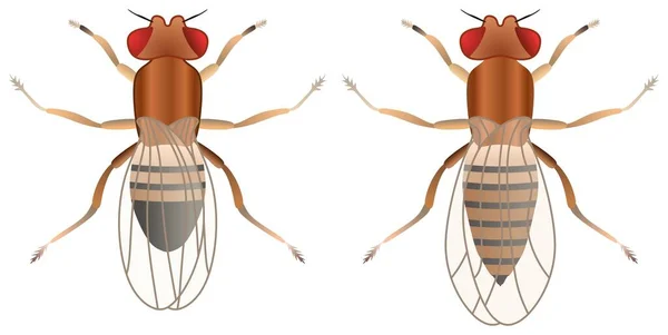 果蝇雄性雌性病媒画在孤立的白色背景物体上图标符号标志卡通红眼睛抽象画有害昆虫节肢动物害虫控制概念传播疾病 — 图库矢量图片