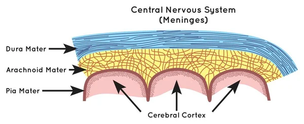 Meninges Anatomia Estrutura Parte Diagrama Infográfico Corpo Humano Camadas Sistema — Vetor de Stock