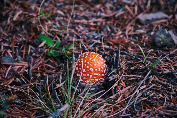 Mosca de cogumelos agaric — Fotografia de Stock