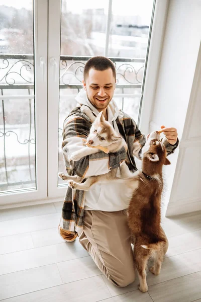 Ekose gömlekli, siyah saçlı, genç, beyaz bir adam Sibirya köpekleri ile oynuyor. Sahibi, beyaz bir odada ayaklarının üzerinde oturan iki köpeği besliyor. Pencerenin önünde köpekli bir adam. Kapat.