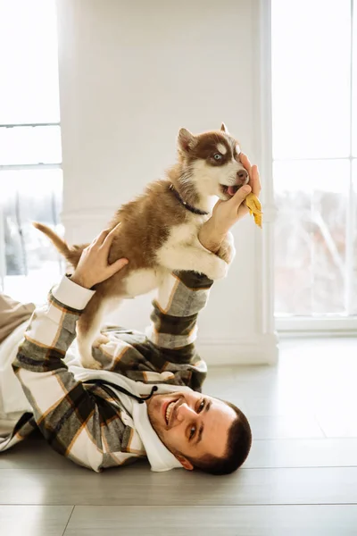 Ekose gömlekli, siyah saçlı, genç, beyaz bir adam Sibirya köpekleri ile oynuyor. Sahibi, yerde yatan beyaz bir odada köpeğini besliyor. Pencerenin önünde köpekli bir adam. Kapat.