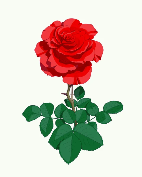 Red rose — Stock Vector