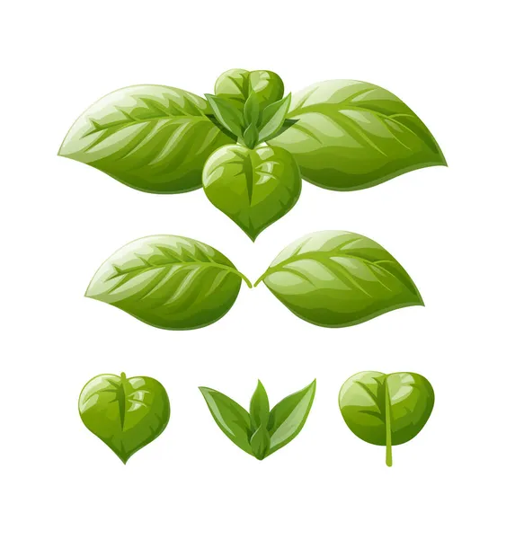 Green basil leaf. Spice greens. Vector illustration. — Stock Vector