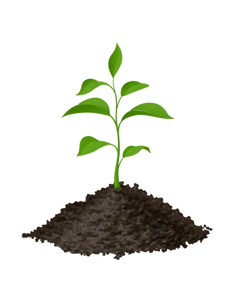 Plante verte dans le sol. Illustration vectorielle. — Image vectorielle