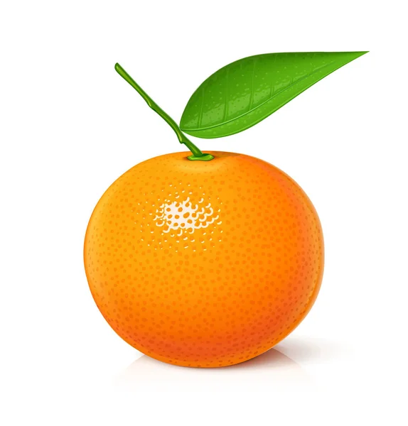 Mandarin. Tangerine. Fruits frais, sucrés et mûrs. Vecteur. — Image vectorielle