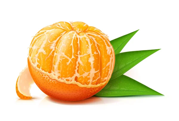 Mandarín Mandarina Fruta Dulce Madura Fresca Aislado Sobre Fondo Blanco — Vector de stock