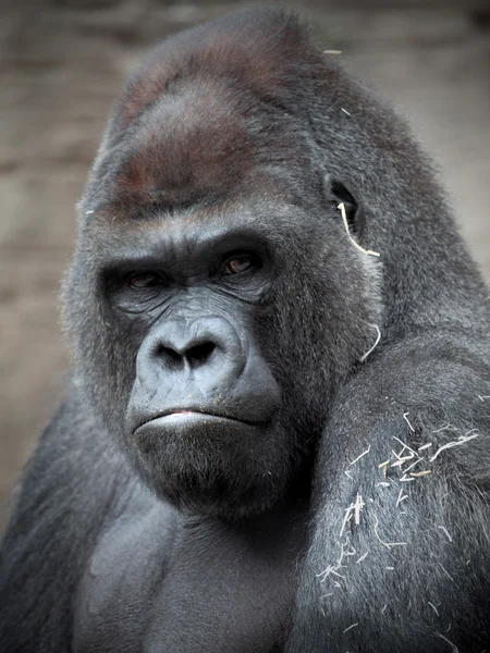 Gorilla — Stockfoto