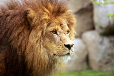 Aslan