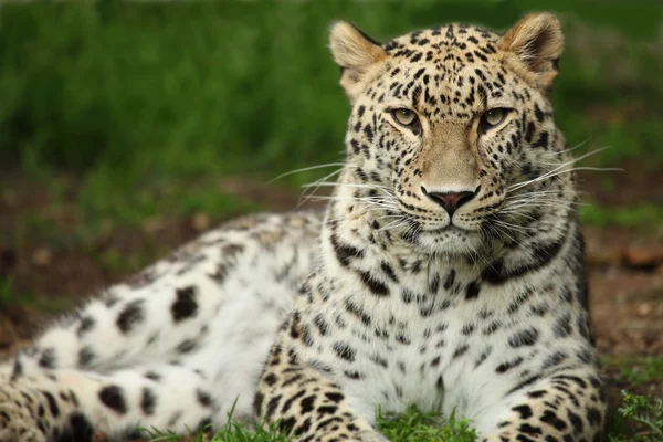 Leopardo — Foto de Stock