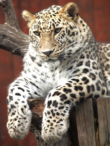 Leopard - Stock-foto