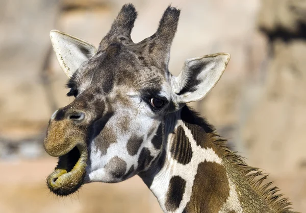 Giraffe — Stock Photo, Image