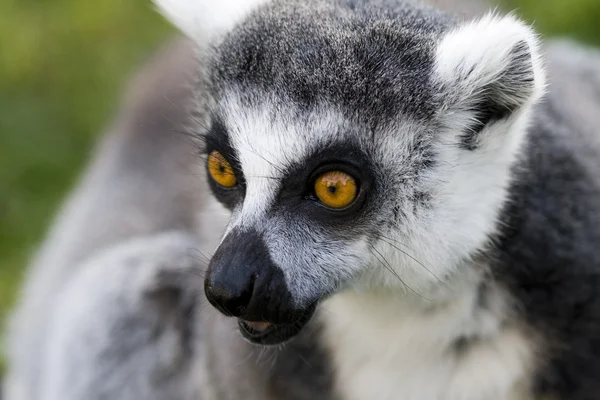 Lemur — Stockfoto