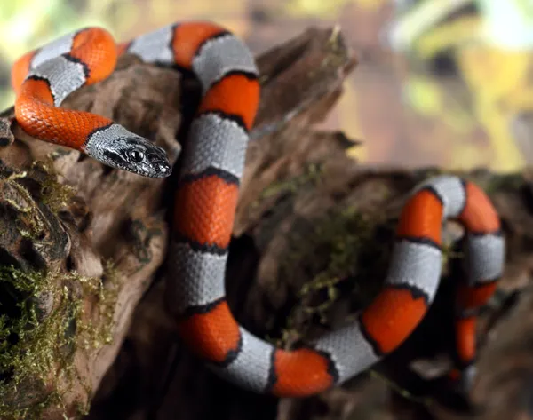 Serpente di corallo — Foto Stock