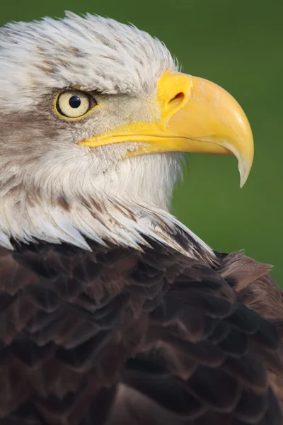 Kale adelaar — Stockfoto