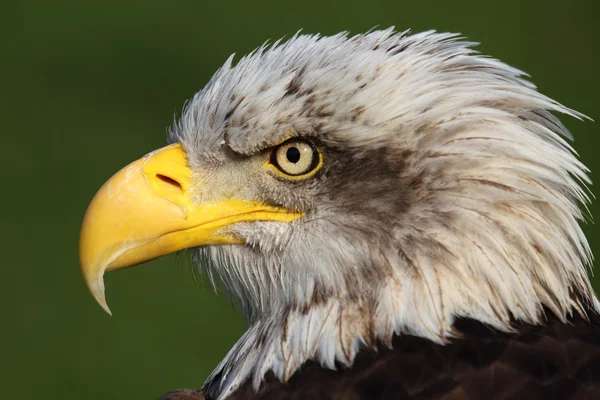 Aquila calva — Foto Stock