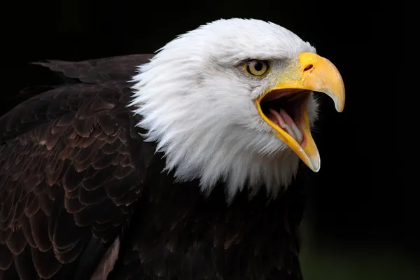 Águila calva — Foto de Stock