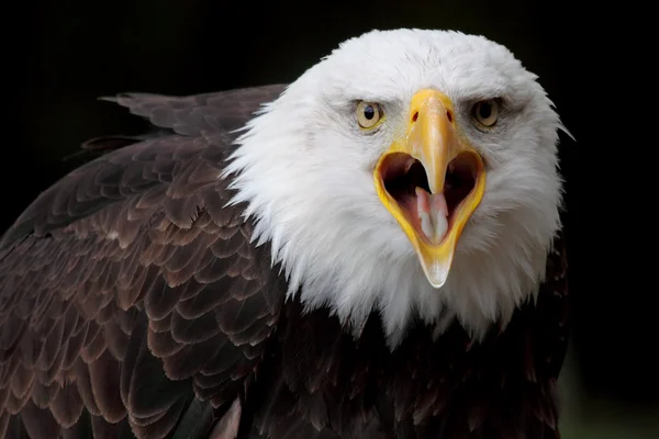 Aquila calva — Foto Stock