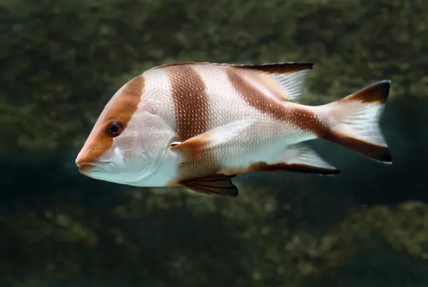 Fish — Stock Photo, Image