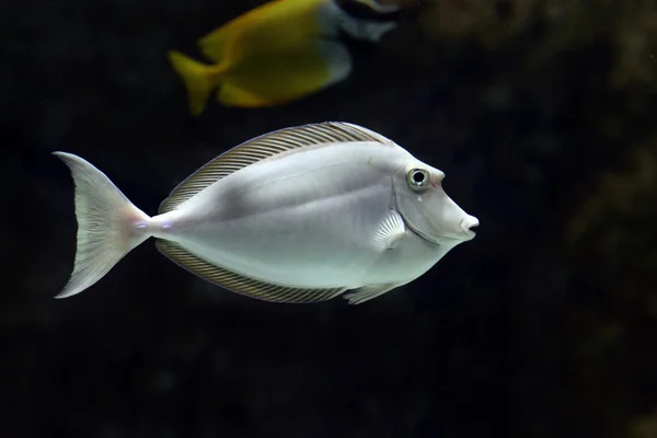 Pescado —  Fotos de Stock