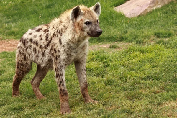 Hyena — Stockfoto