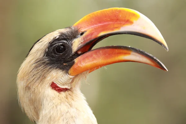 Pájaro africano — Foto de Stock