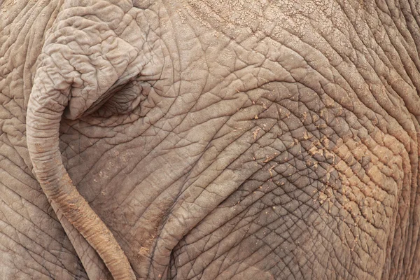 Dupa słonia — Zdjęcie stockowe