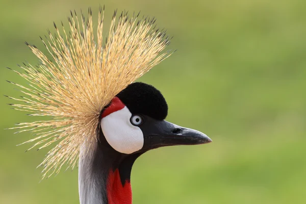 African crowned crane — Stock Photo, Image