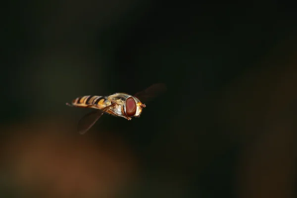 Küçük sinek — Stok fotoğraf