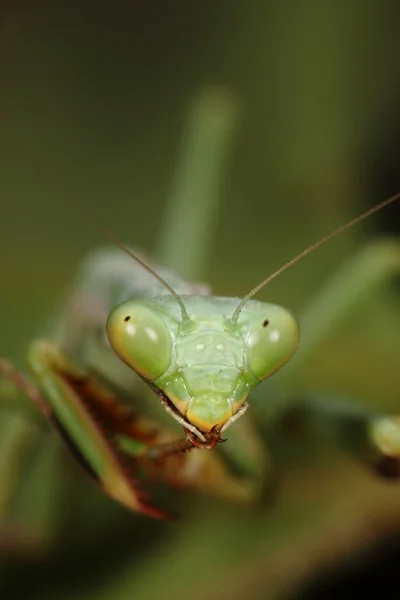 Gottesanbeterin — Stockfoto