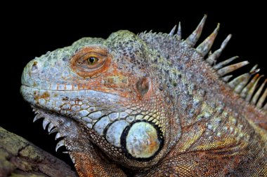 Yeşil iguana