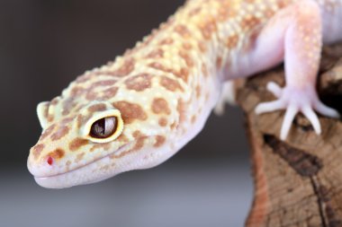 Leopar kertenkelesi
