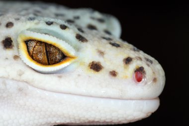 eublepharis macularius