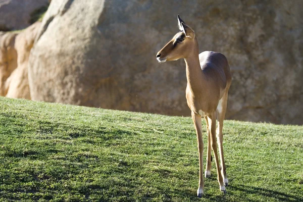 Impala — Stock Fotó