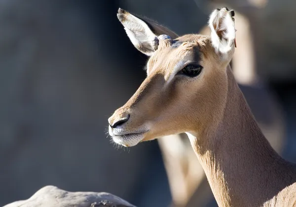 Impala — Stock Fotó