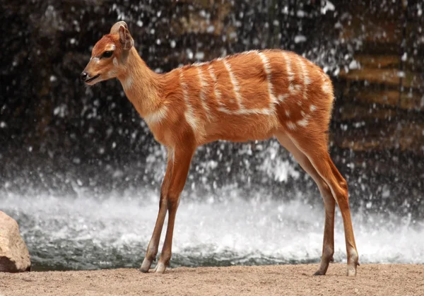 African deer — Stock Photo, Image
