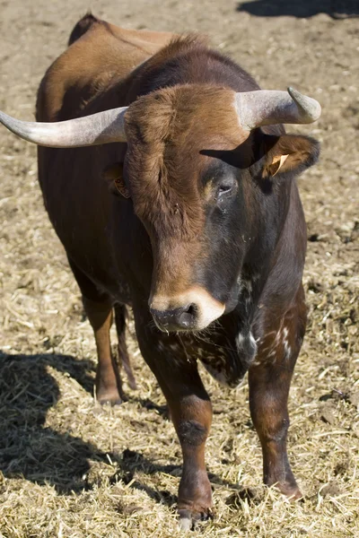 Hiszpański byk — Zdjęcie stockowe