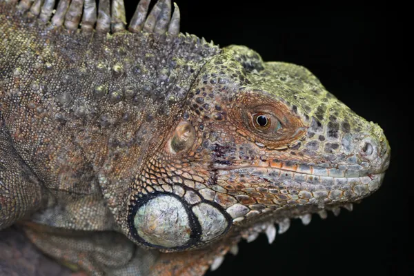 Green iguana — Stock Photo, Image